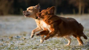 Arti Mimpi Dikejar Anjing