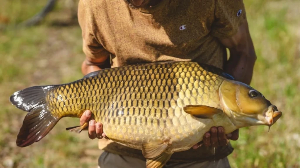Arti Mimpi Ikan Berdasarkan Kondisinya