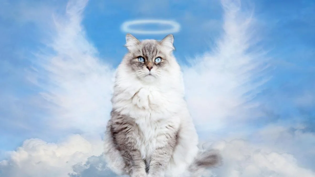 Arti Mimpi Kucing Mati