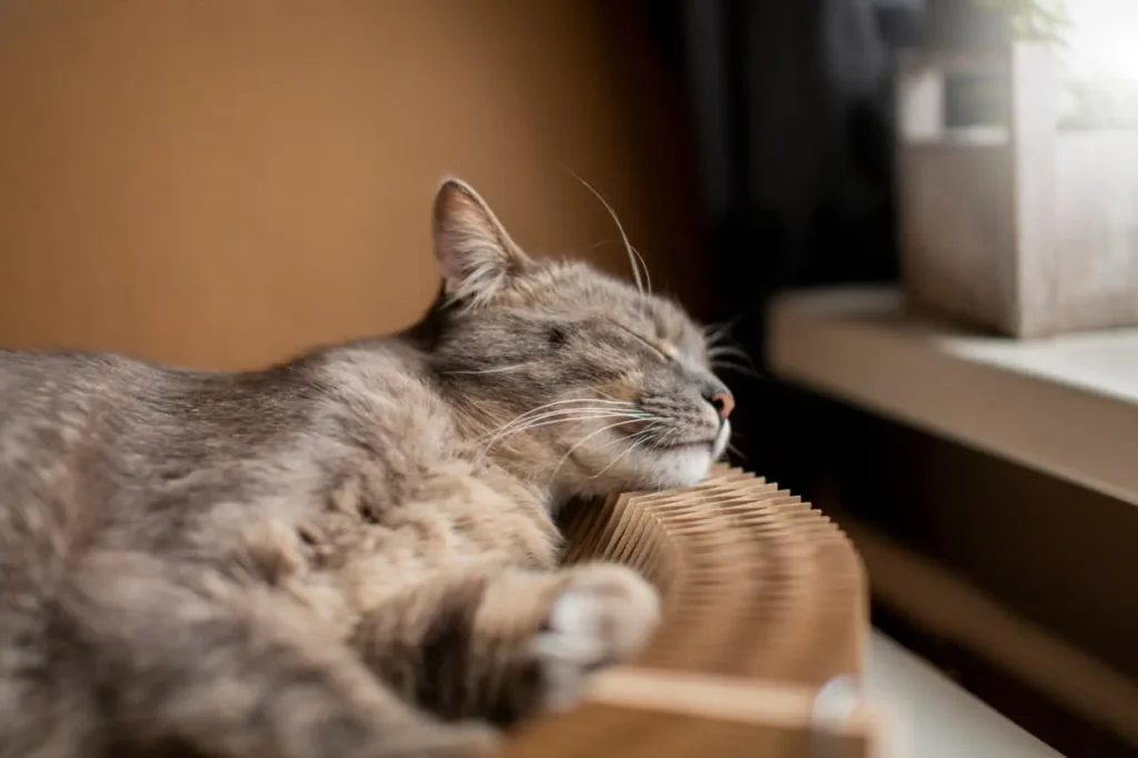 Arti Mimpi Kucing Secara Umum