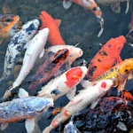 Arti Mimpi ikan