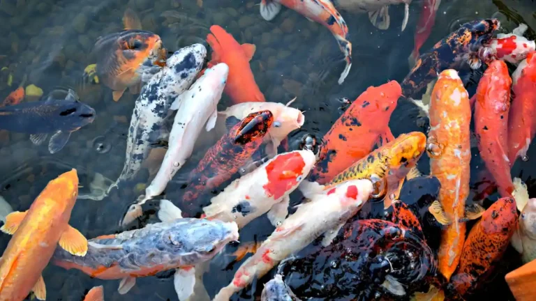 Arti Mimpi ikan