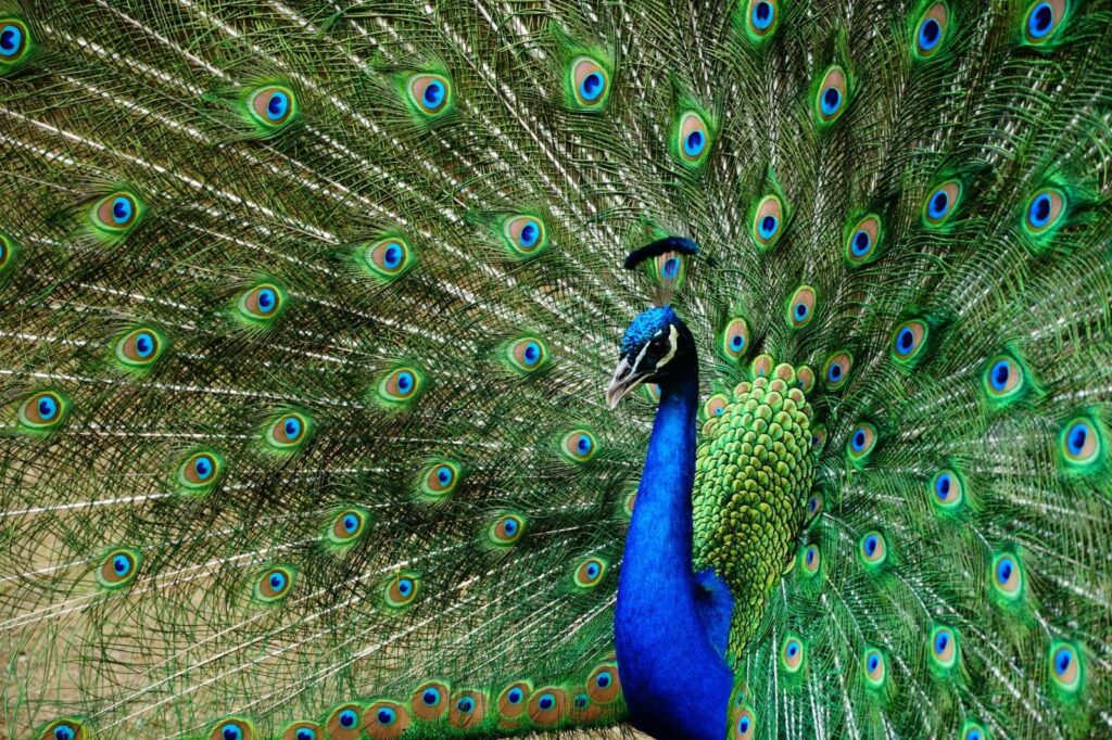 Apa Arti Mimpi Burung Menurut Tafsir Tradisional