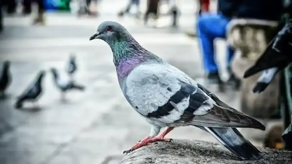 Arti Mimpi Burung Berdasarkan Jenisnya