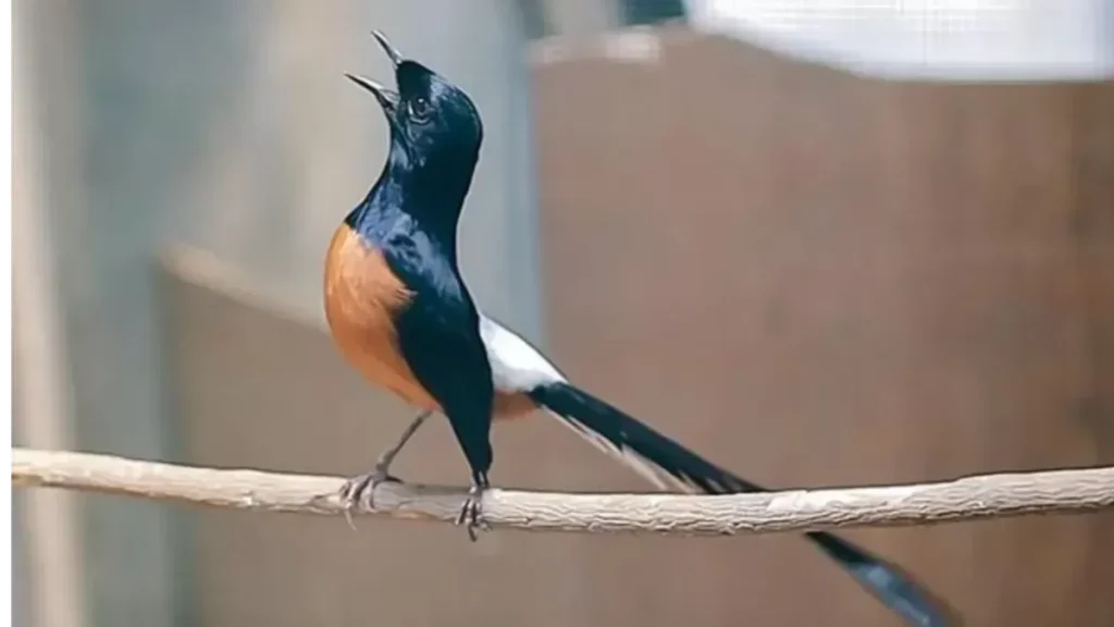 Arti Mimpi Burung Berdasarkan Kondisinya