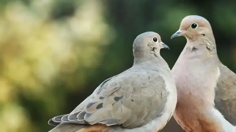 Arti Mimpi Burung