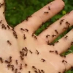 Mimpi Dikerumuni Semut Menurut Primbon