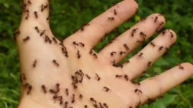 Mimpi Dikerumuni Semut Menurut Primbon
