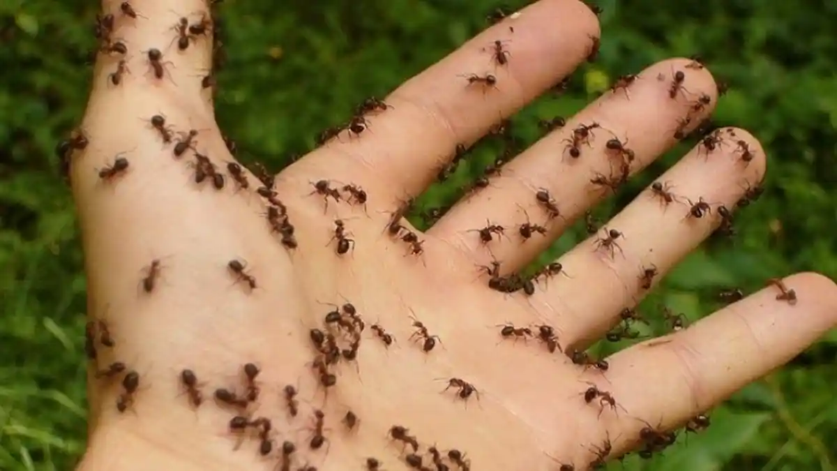 Mimpi Dikerumuni Semut Menurut Primbon
